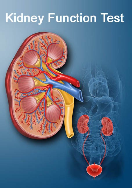 Kidney Function Test (KFT)